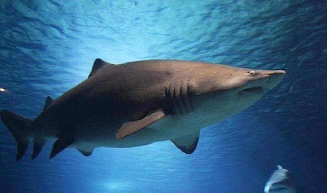 “En tehlikeli köpek balığı türlerinden biri”