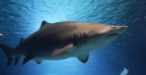 “En tehlikeli köpek balığı türlerinden biri”