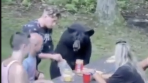 Sevimli ayı, piknikçilerle birlikte yemek yedi